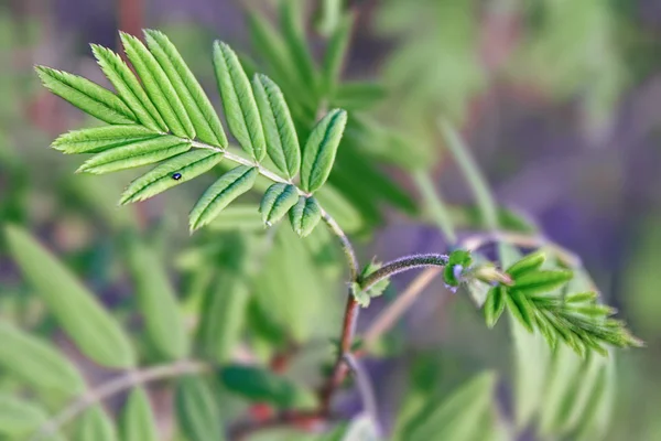 Kleine insect zit op een tak met jonge groene bladeren — Stockfoto