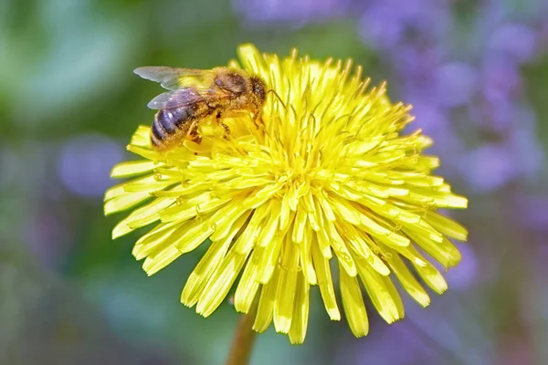 Bee collects yellow pollen on a dandelion
