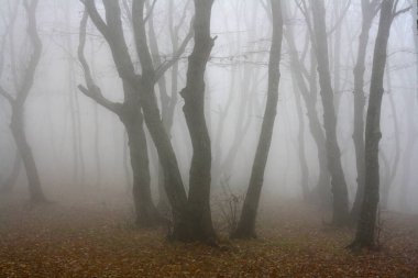 Ormandaki Karanlık sisli sonbahar akşam