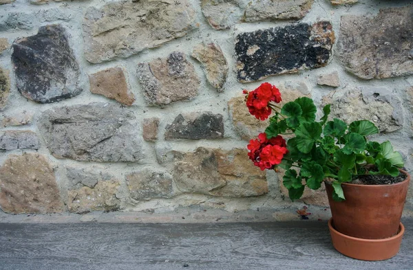 Merah Cranesbill Dalam Pot Tanah Liat Dinding Batu Bata — Stok Foto