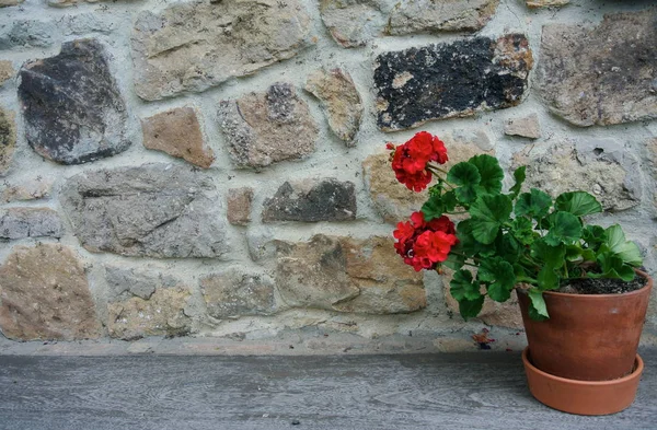 Röd Midsommarblomster Lergryta Sten Tegel Vägg — Stockfoto