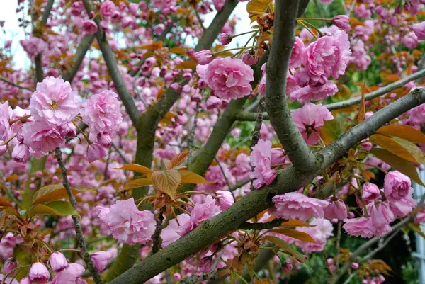 Närbild Sakura Träd Blommar Dagtid — Stockfoto