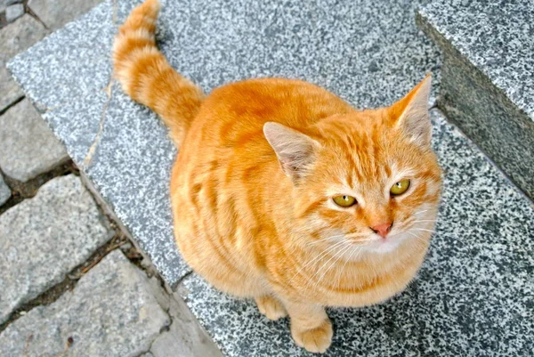 Primo Piano Carino Gatto Dai Capelli Rossi Seduto All Aperto — Foto Stock