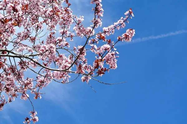 Blossom Trädgrenar Blå Himmel Bakgrund — Stockfoto