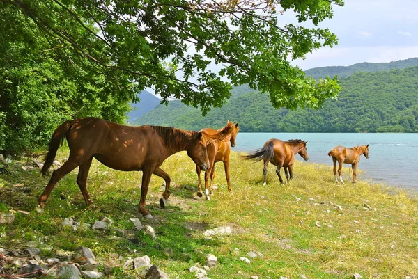 Ananuri lake, Georgia yakınındaki vahşi atlar görünümünü