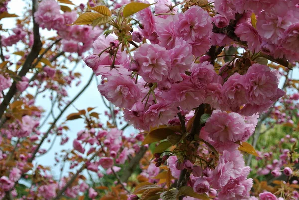 Närbild Körsbärsträdet Blommar Dagtid — Stockfoto