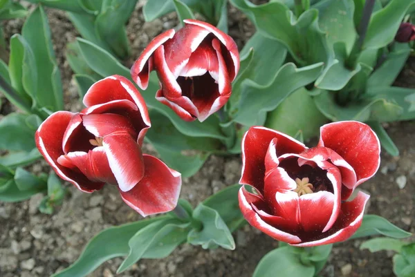 Ovanifrån Röda Tulpaner Blommor Växer Ängen — Stockfoto