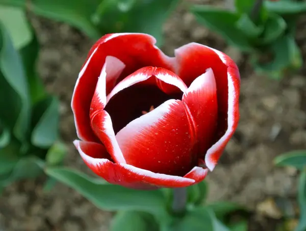 Närbild Tulip Blomma Suddig Bakgrund — Stockfoto