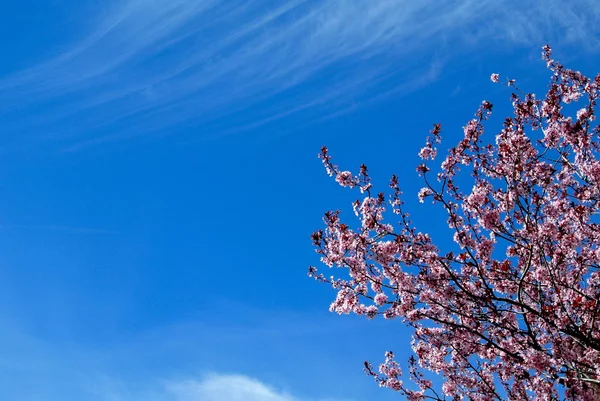 Körsbärsträdet Blommar Blå Himmel Bakgrund — Stockfoto