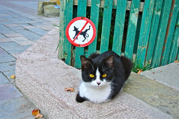 dog forbidden sign and cute cat sitting near fence at Tbilisi, Georgia