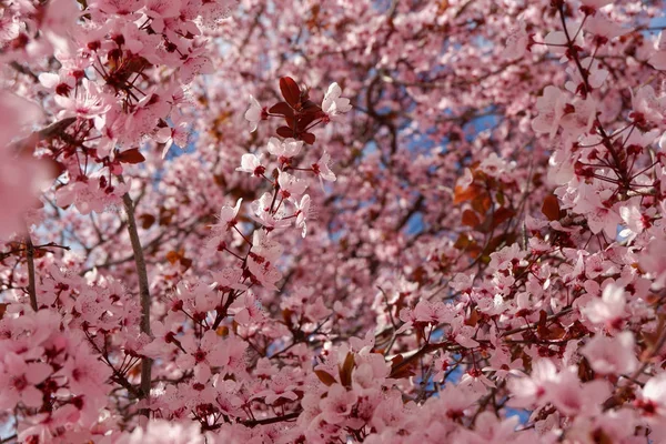 Närbild Japanska Plommonträd Med Anbud Rosa Blommor — Stockfoto