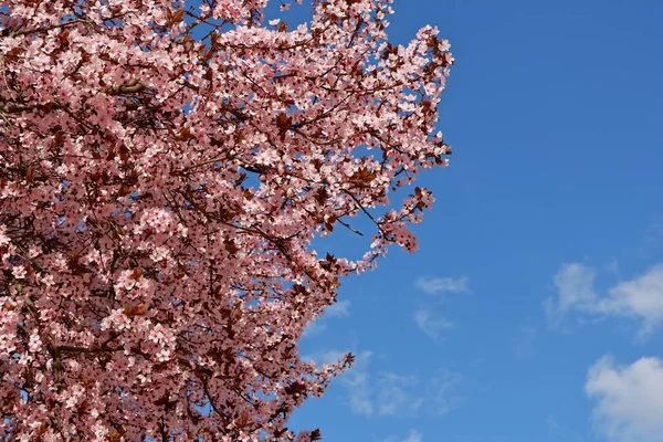 Japanese plum tree blossom against blue sky