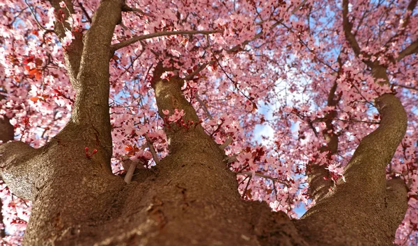 Japansk Plommonträd Blomma Mot Blå Himmel — Stockfoto