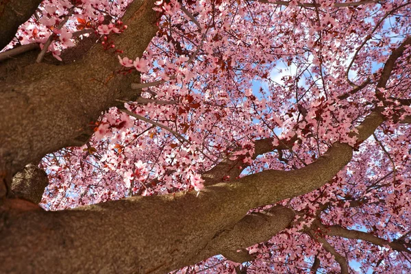 Massiva Grenar Japanska Plommonträd Med Ljust Rosa Blommor Park Zaragoza — Stockfoto