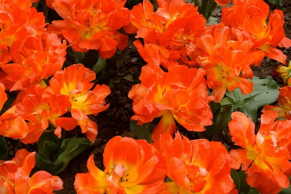 Närbild Orange Tulpaner Blommor Växer Utomhus — Stockfoto