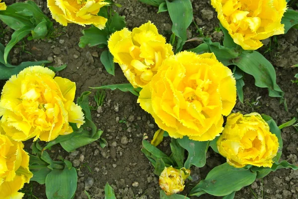 Närbild Gula Tulpaner Blommor Växer Utomhus — Stockfoto