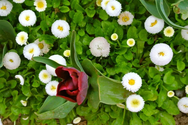 Topputsikt Över Vita Bellis Och Tulpanblommor Växande Utomhus — Stockfoto