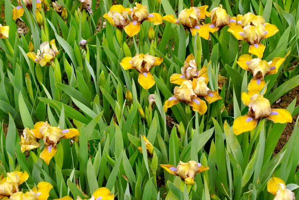 屋外で育つ黄色いアイリスの花のクローズアップ — ストック写真