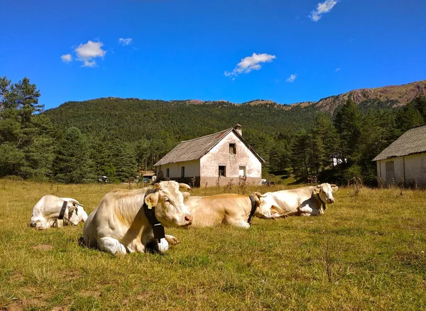 Herd Cows Resting Meadow Hecho Village Aragon Spain — Stock Photo, Image