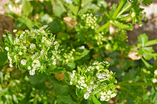 Primo Piano Della Fioritura Del Sedano Giorno — Foto Stock