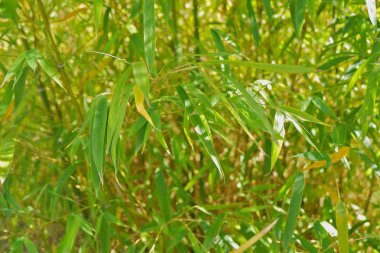 gündüz bambu yaprakları yakın 