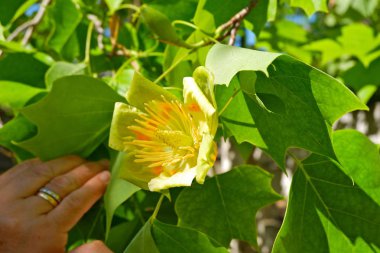 sarı Lale Kavak Ağacı gösteren el yakın