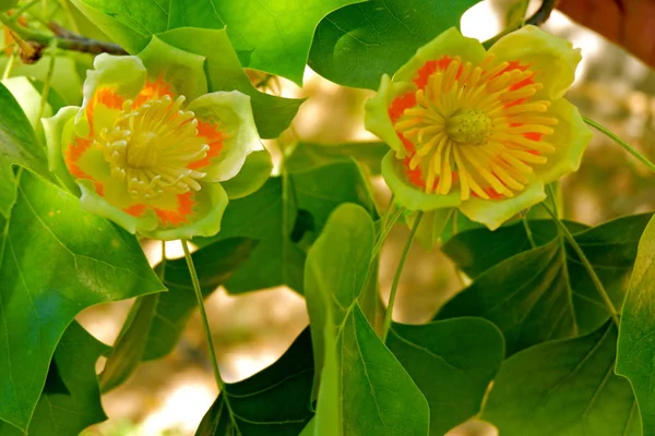 Közelről Sárga Tulip Nyár Virágok — Stock Fotó
