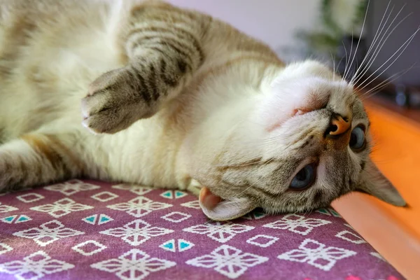 Nahaufnahme Einer Niedlichen Katze Die Boden Liegt — Stockfoto