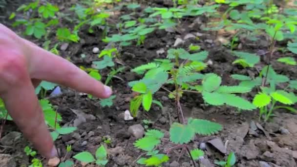 Primer Plano Mano Masculina Tocando Mimosa Pudica — Vídeos de Stock