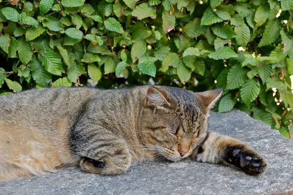 Vicino Carino Gatto Che Riposa All Aperto Villaggio Saint Lary — Foto Stock