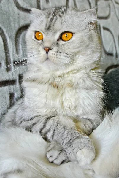 Retrato Gato Dobra Escocês Casa — Fotografia de Stock