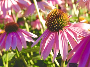 Pembe ekinezya ya da çiçek tarlasında koni çiçeği. Cins, papatya familyasındaki bir grup bitkisel bitki.