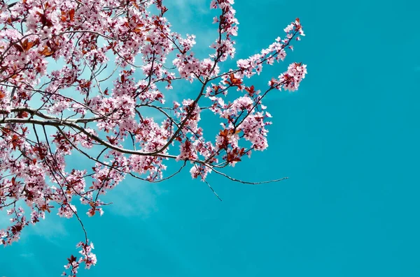 Japansk Plommon Även Känd Som Ume Blomma Det Bladlösa Trädet — Stockfoto