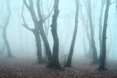 Gri sonbahar ormanında sisli bir sabah. Korku, kabus, depresyon kavramı. Tonu gelişmiş, sanatsal tahıl