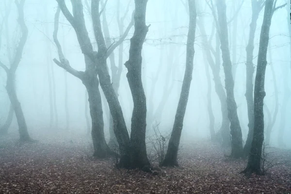 Mattinata Nebbiosa Nella Foresta Tardo Grigia Autunnale Concetto Paura Incubo — Foto Stock