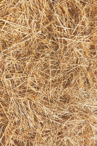 Dikey biçilmiş saman deseni. Sonbahar, mevsimlik arka plan, fon. Çiftlik hayvanları yemi, döşeme