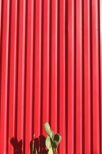 小さなサボテンと並んで赤の背景の垂直写真 概念的 芸術的背景 — ストック写真