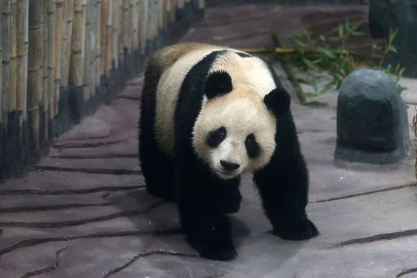 12月20日 来自四川中国大熊猫保护研究中心的大熊猫 在中国东部安徽省黄山市的熊猫主题公园休息 — 图库照片