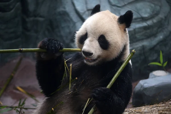 Dos Pandas Gigantes Hualong Huihui China Conservation Research Center Giant — Fotografia de Stock