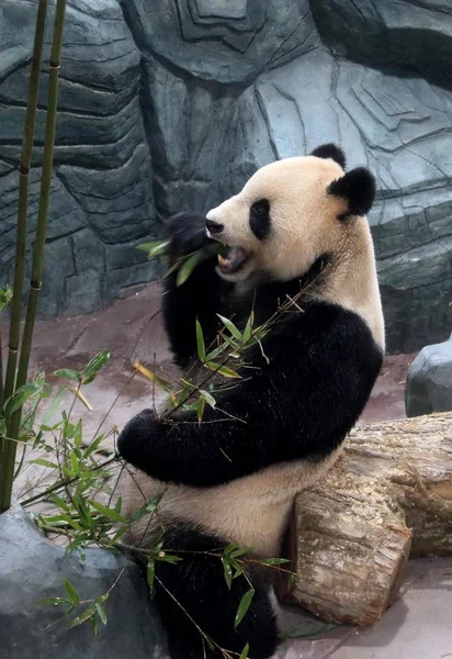 Dos Pandas Gigantes Hualong Huihui China Conservation Research Center Giant — Fotografia de Stock