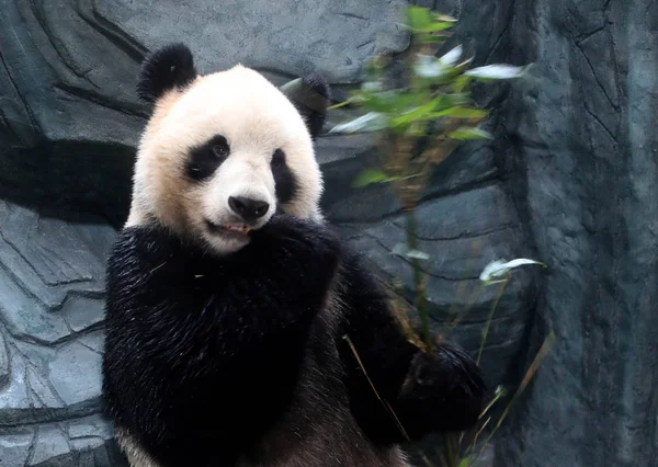 Egyik Óriás Panda Márk Huihui Sichuan Barátait Kína Természetvédelmi Kutató — Stock Fotó