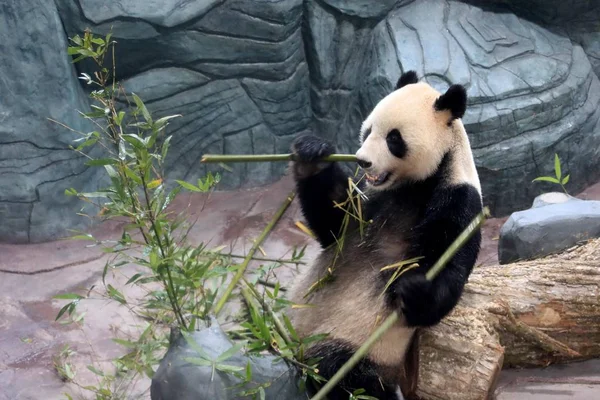 12月20日 四川中国大熊猫保护研究中心的大熊猫 在中国东部安徽省黄山市的一个熊猫主题公园吃竹子 — 图库照片