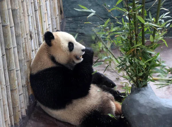Des Pandas Géants Hualong Huihui Centre Chinois Conservation Recherche Pour — Photo