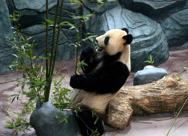 Één Van Giant Panda Hualong Huihui Uit Sichuan Van China — Stockfoto