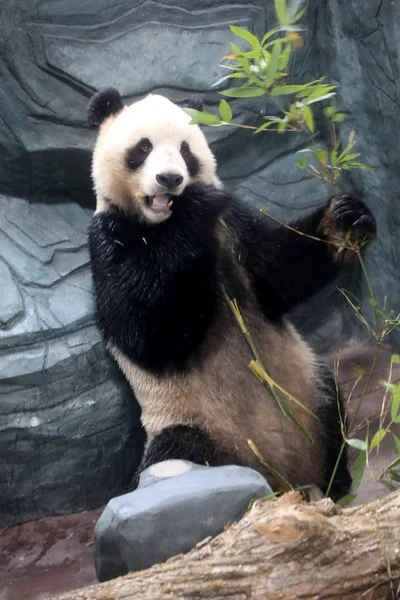 Egyik Óriás Panda Márk Huihui Sichuan Barátait Kína Természetvédelmi Kutató — Stock Fotó