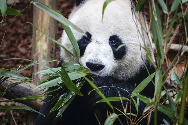 2018年11月10日 在中国西南四川省成都市大熊猫繁育成都研究基地 一只大熊猫吃竹子 — 图库照片