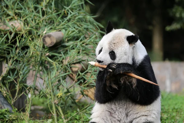 Senior Giant Panda Gao Gao Who Finished His Years Sojourn — Stock Photo, Image