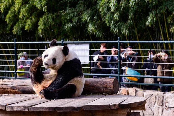 Гигантская Панда Растягивается После Встала Стороны Кровати Пекинском Зоопарке Пекине — стоковое фото