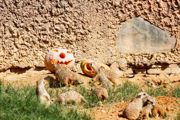 Djur Smaka Pumpor Inför Halloween Festivalen Ett Zoo Hangzhou City — Stockfoto