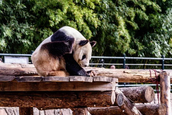 2018年12月3日 在中国北京动物园 一只大熊猫站在床的错误一边 然后伸展身体 — 图库照片